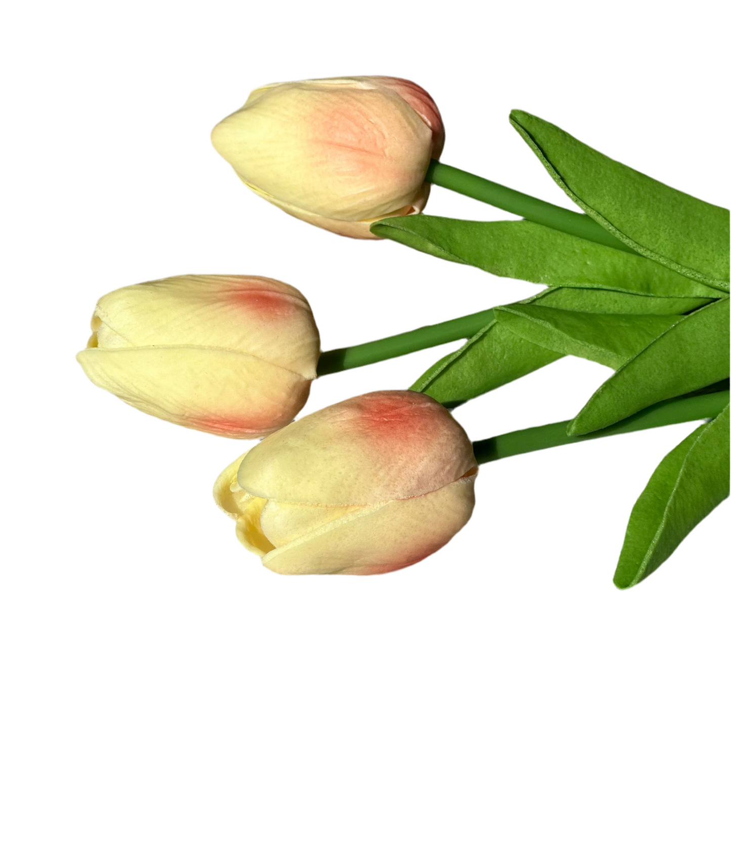 YELLOW and PINK TULIPS