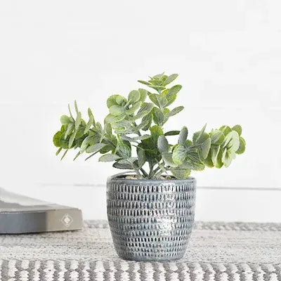 EUCALYPTUS IN CERAMIC POT